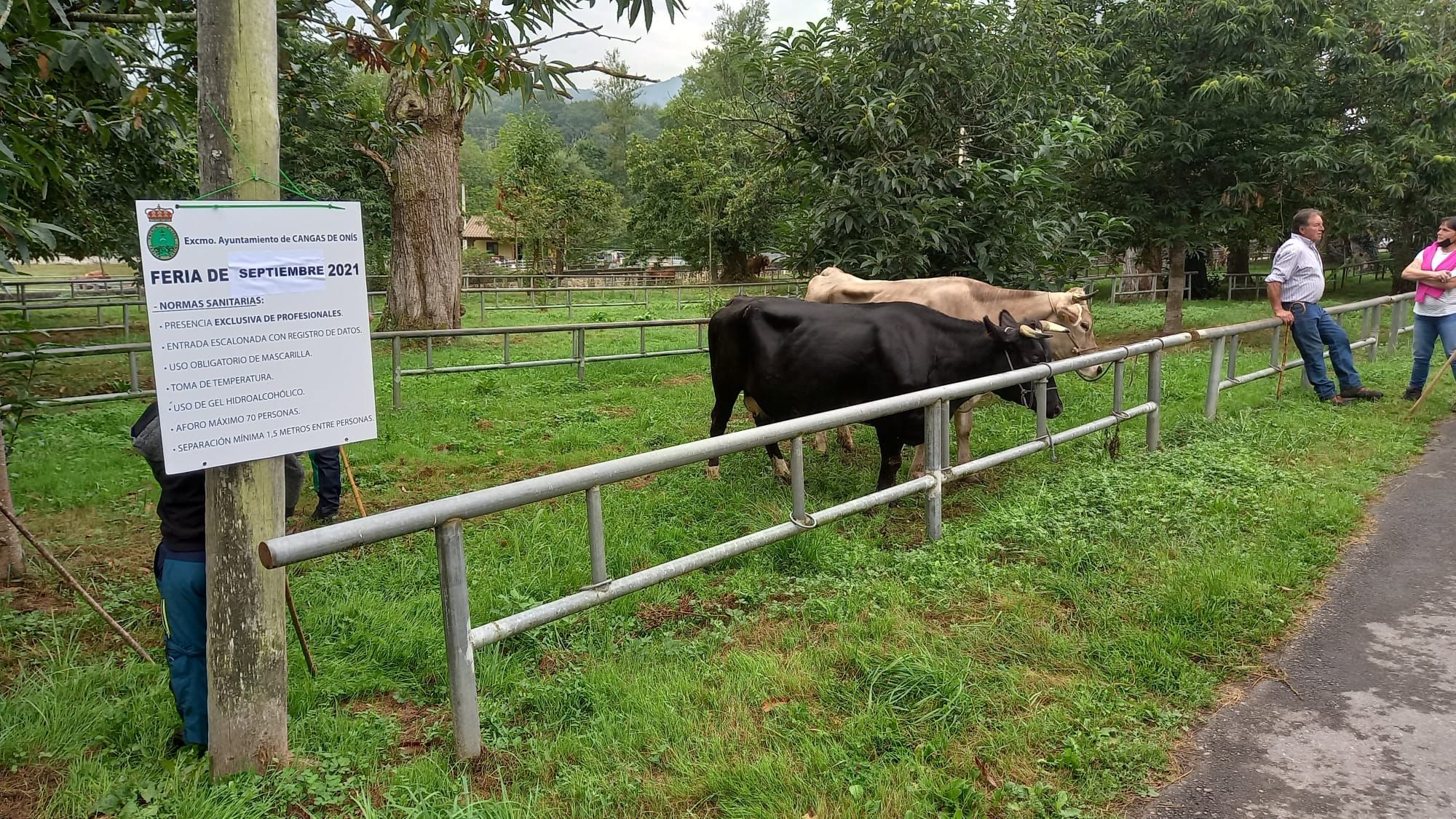 La feria de Corao arranca con poca afluencia y precios bajos