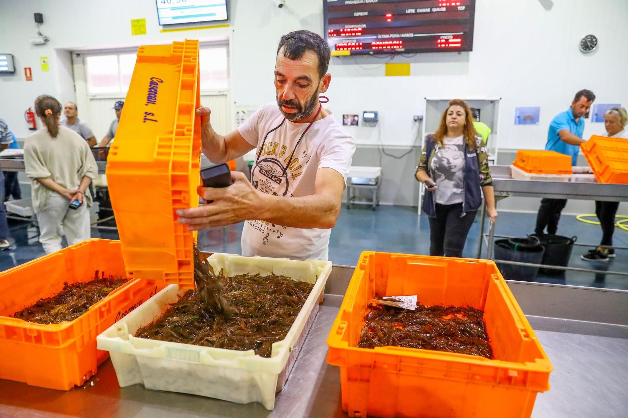 Los últimos retoques de la Festa do Marisco de O Grove.