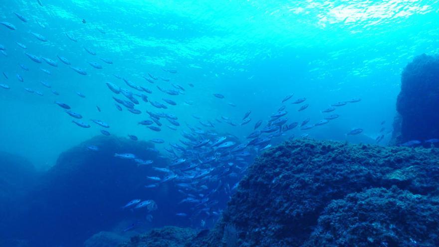 Curs d&#039;estiu i jornada divulgativa sobre Oceans i Salut Humana a Roses