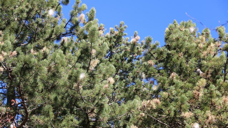 La calor accelera la campanya contra la processionària tot i que «n&#039;hi ha menys que fa dos anys»