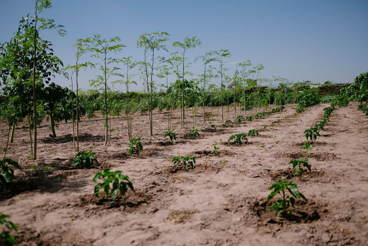 Plantación de Ecosia en Senegal