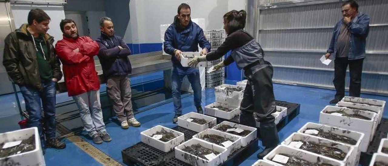 Clemente Bastos, a la derecha, dirige una subasta de choco en la lonja de Redondela. // A. Irago