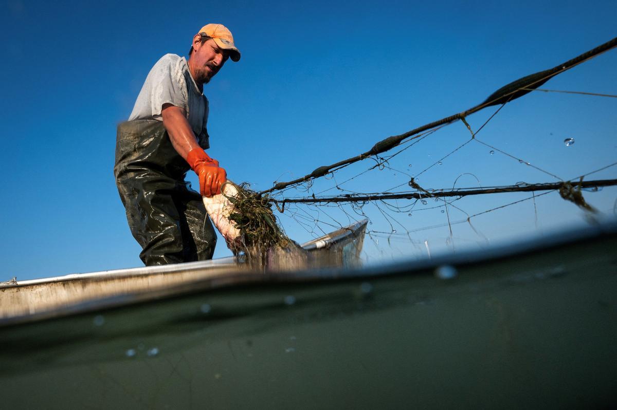 Jeremy Fuchs, el único pescador profesional del río Rin