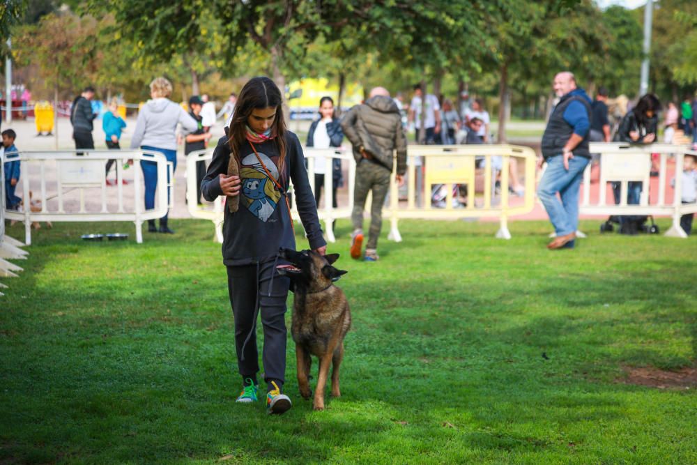 Can We Run Mallorca: So war das Hunderennen