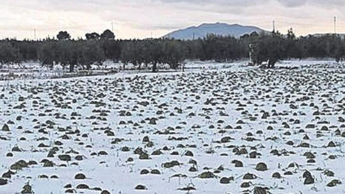 Detalles de una finca afectada por la caída de granizo. | L.O.