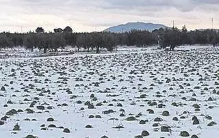 Ocho millones en daños por el granizo caído en Lorca y Cieza