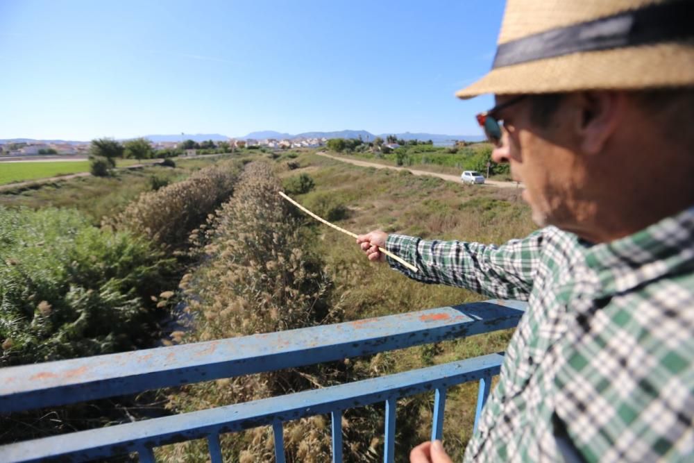 El río Segura repleto de maleza en Orihuela.