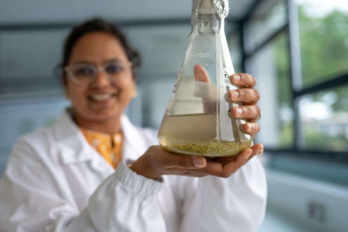 Una de las responsables de equipo de los laboratorios de Nestlé en Tours (Francia) con varios gérmenes de planta de café
