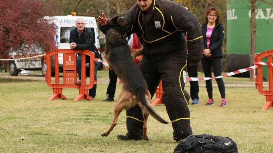 Uno de los perros realiza &quot;Mondioring&quot;.