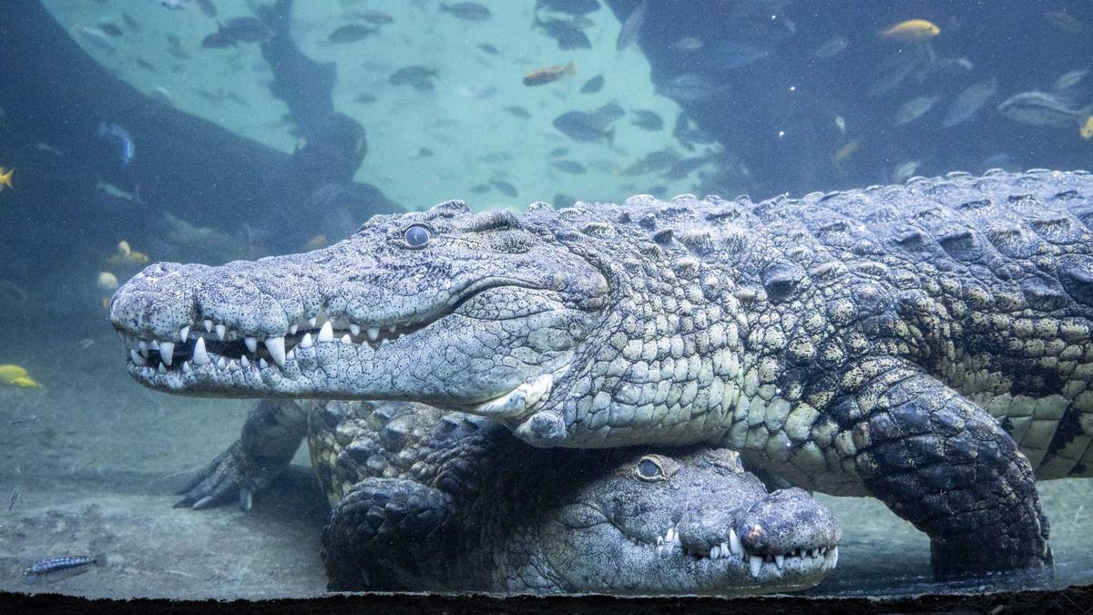Cocodrilos del Nilo en los humedales africanos de Bioparc Valencia.