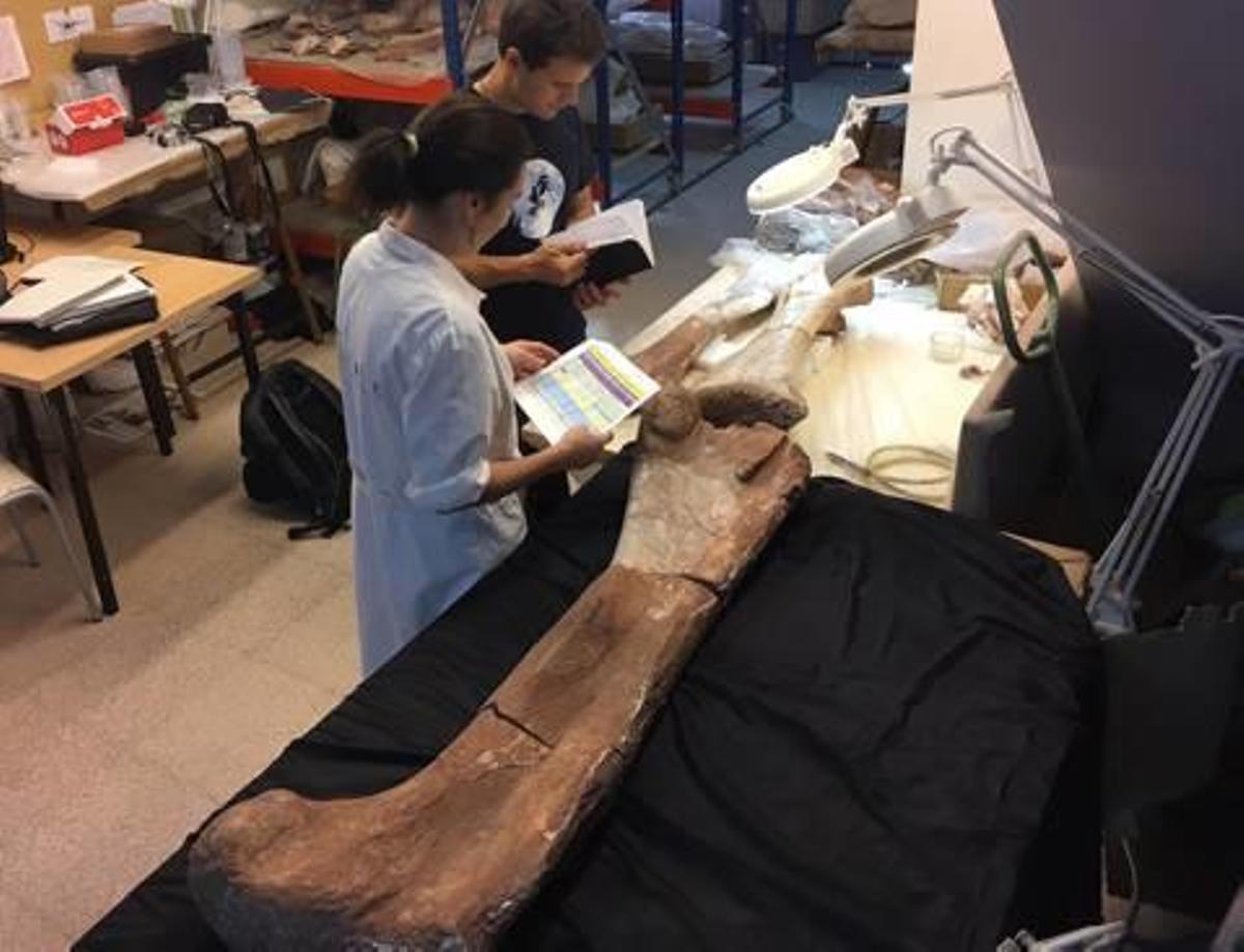 El hueso identificado tiene una longitud de metro y medio.