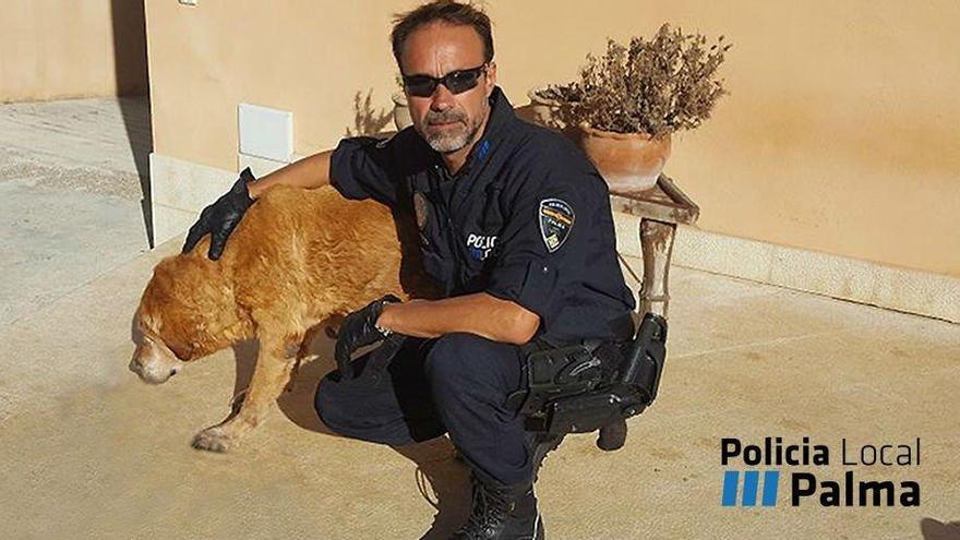 La Policía Local rescata a un perro a punto de ahogarse en una piscina en Palma