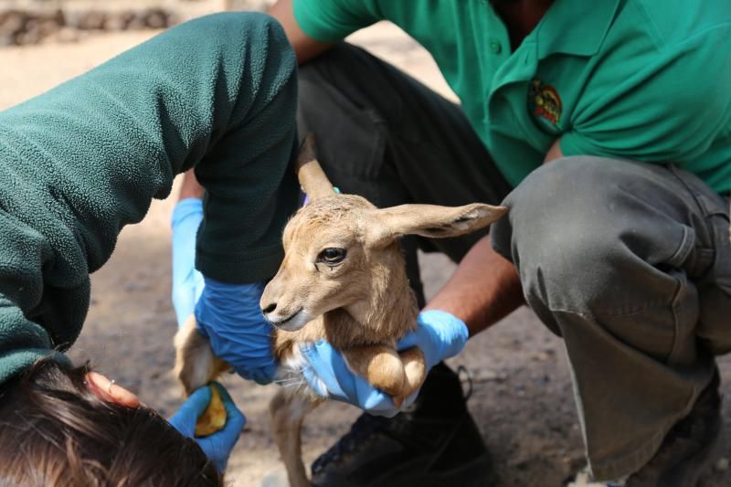 FUERTEVENTURA - Gacelas nacidas en Oasis Park -   | 05/05/2018 | Fotógrafo: Gabriel Fuselli