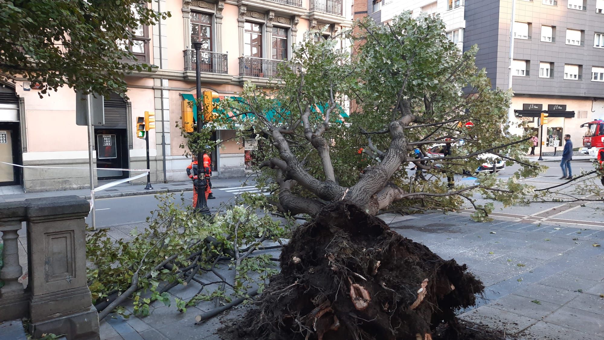Un gran árbol cae sobre un paso de peatones en San Bernardo (Gijón)