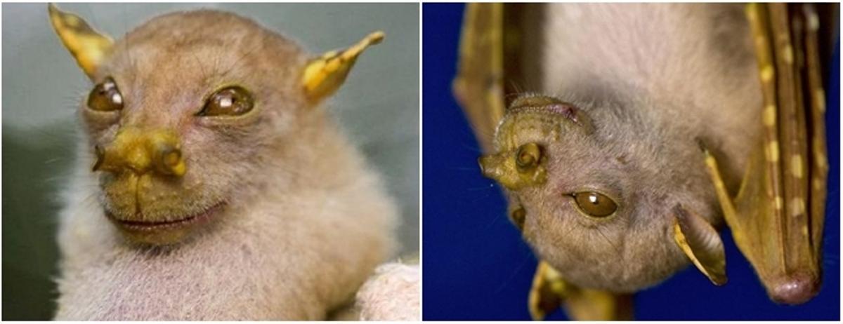 Los 10 animales más raros del mundo