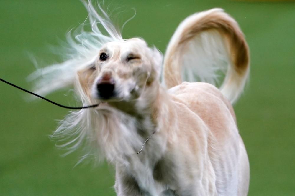 Les millors fotos del concurs de gossos Westminster Kennel Club Dog Show 2020