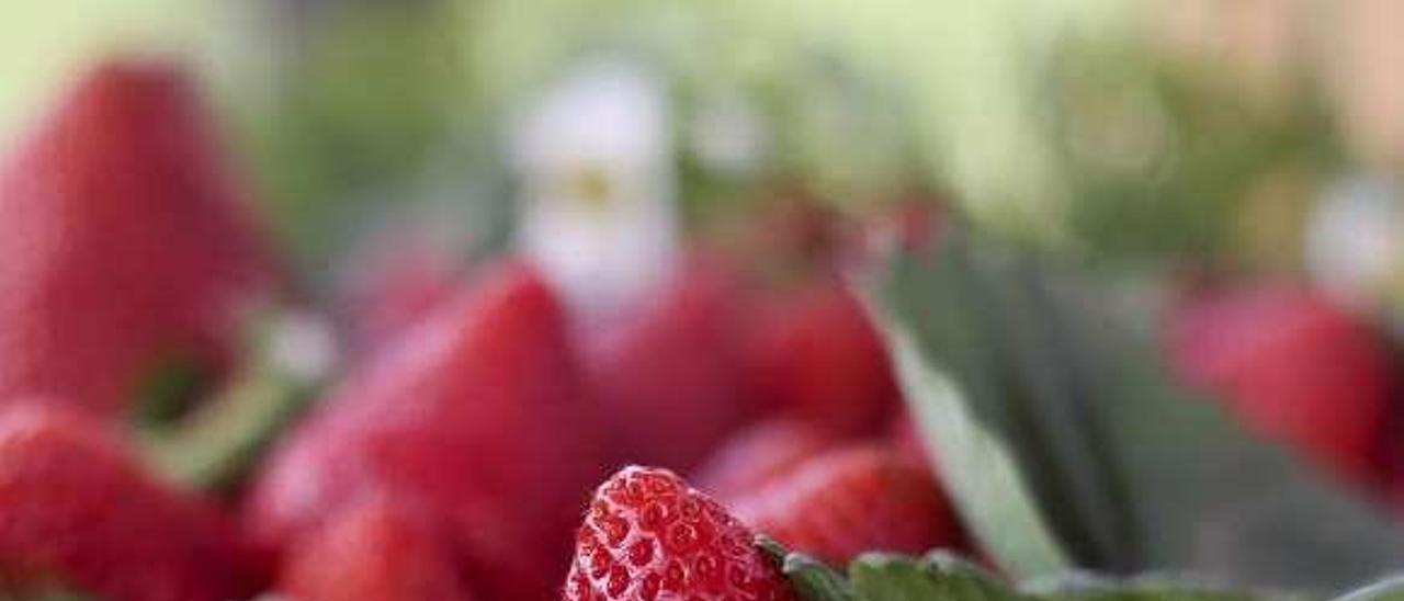 Fresas de Candamo de temporada.