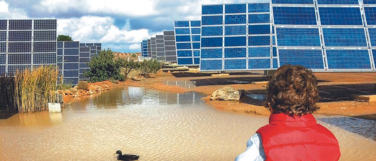 Aves acuáticas en un parque fotovoltaico en España. | EMV