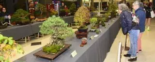 Exposición de bonsáis y suisekis en el centro comercial Los Rosales