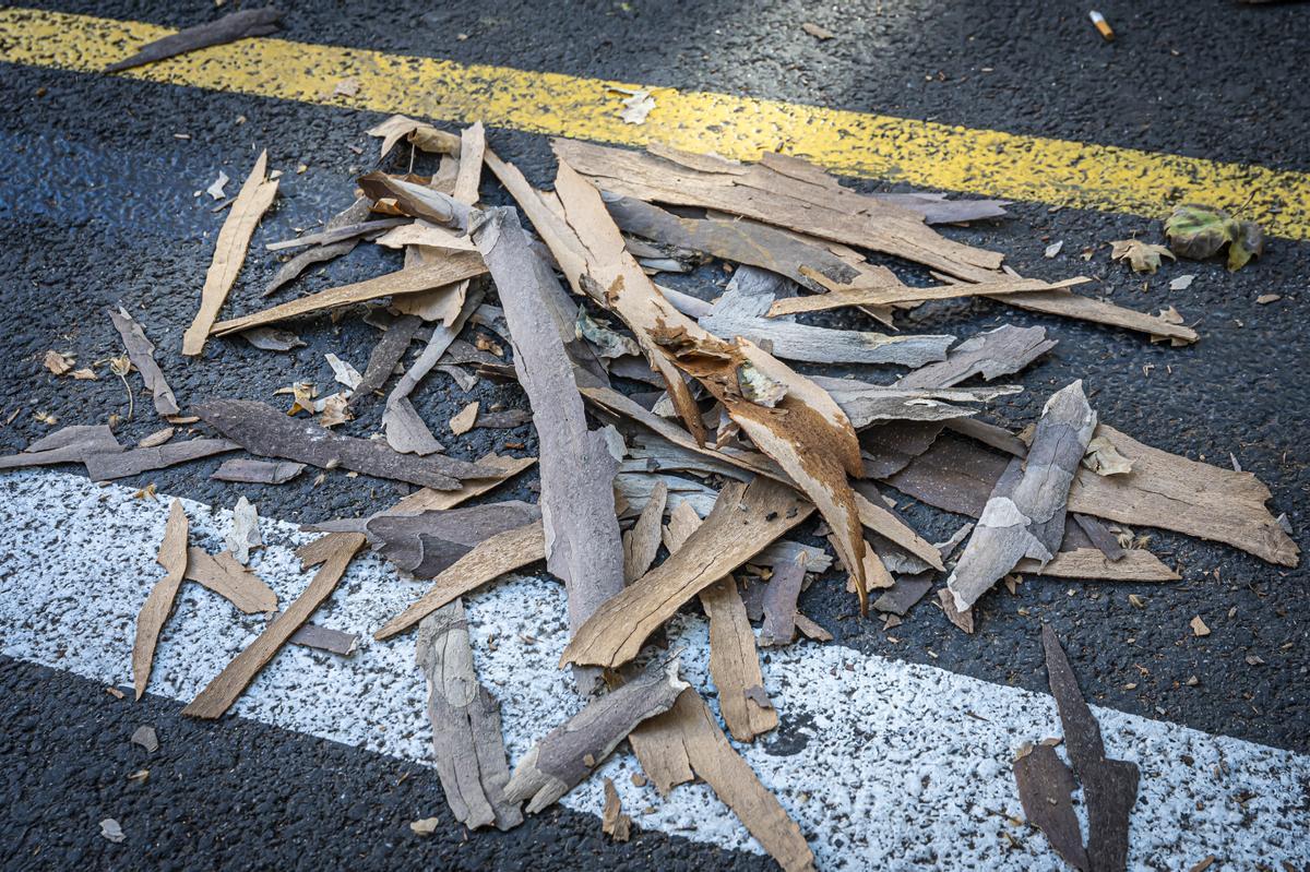 Los plátanos de Barcelona pierden su corteza