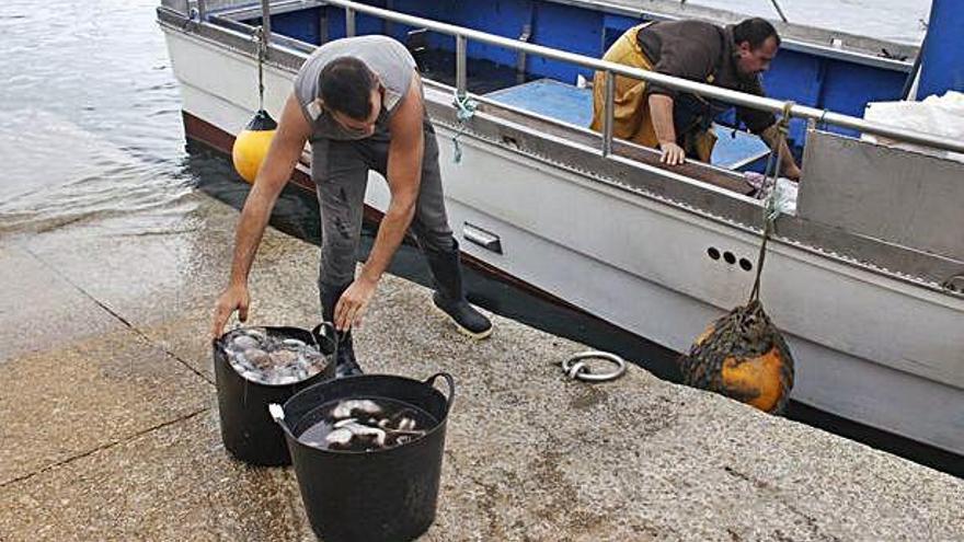 Pescadores durante la descarga de pulpo en un puerto gallego.