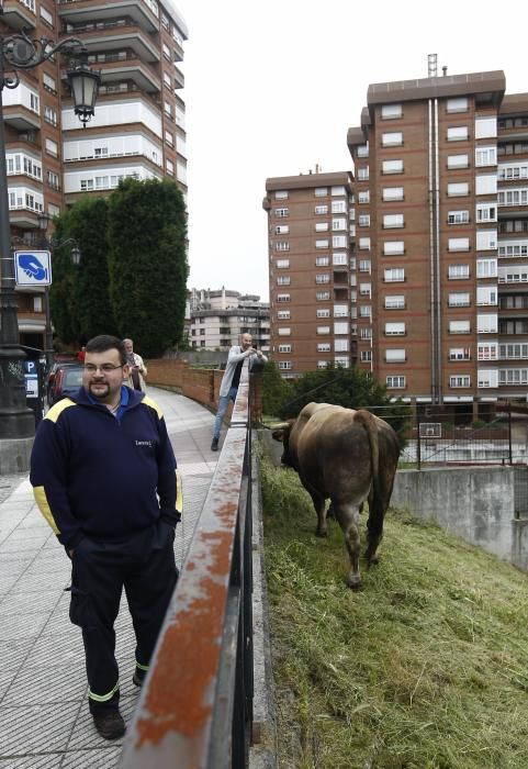 Un toro causa la alarma en el centro de Oviedo