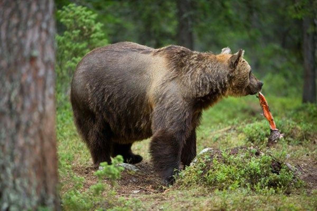 Los osos pardos, que pueden medir más de tres metros de altura y pesar 300 kilos, tienen un olfato muy desarrollado.