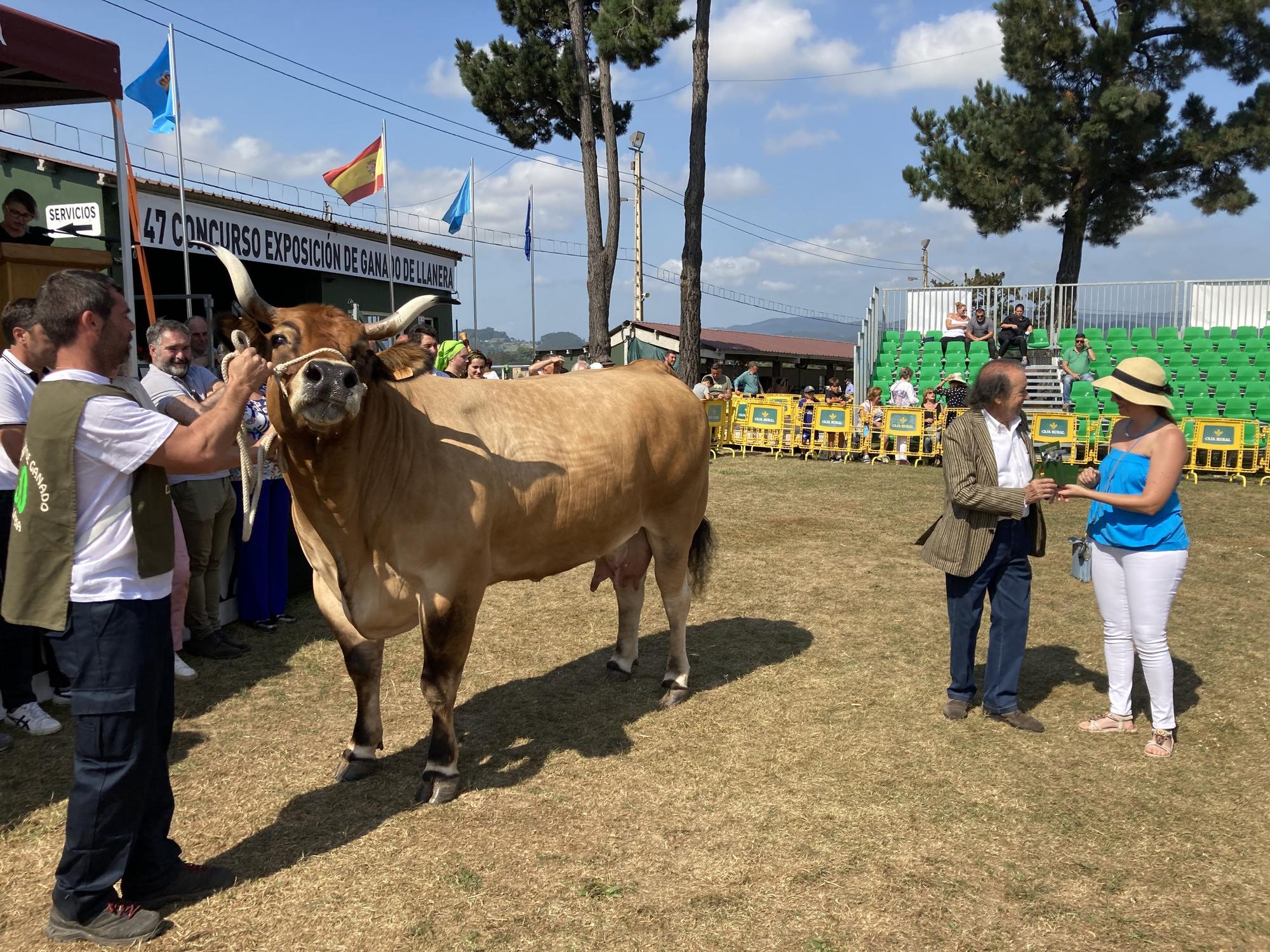 El concurso de ganado de Llanera fue todo un éxito: aquí tienes algunas de las reses ganadoras