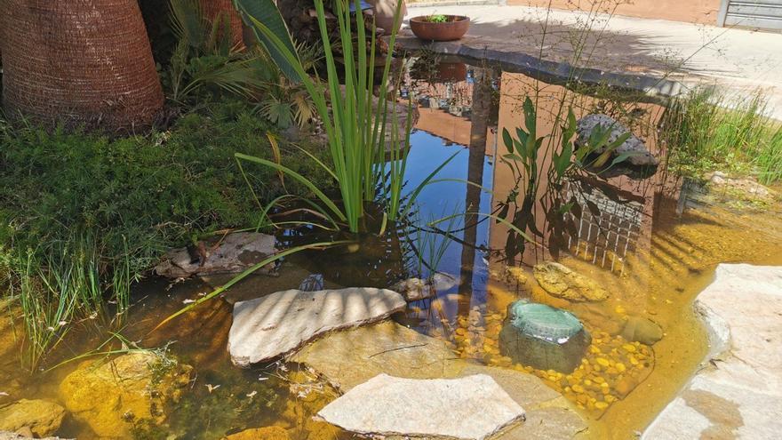 El Imgema consigue erradicar la presencia masiva de mosquitos en un estanque con un proyecto pionero