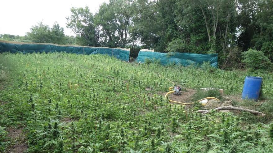 La plantació de marihuana desmantellada.