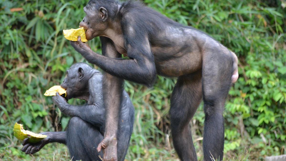 Dos ejemplares de bonobo