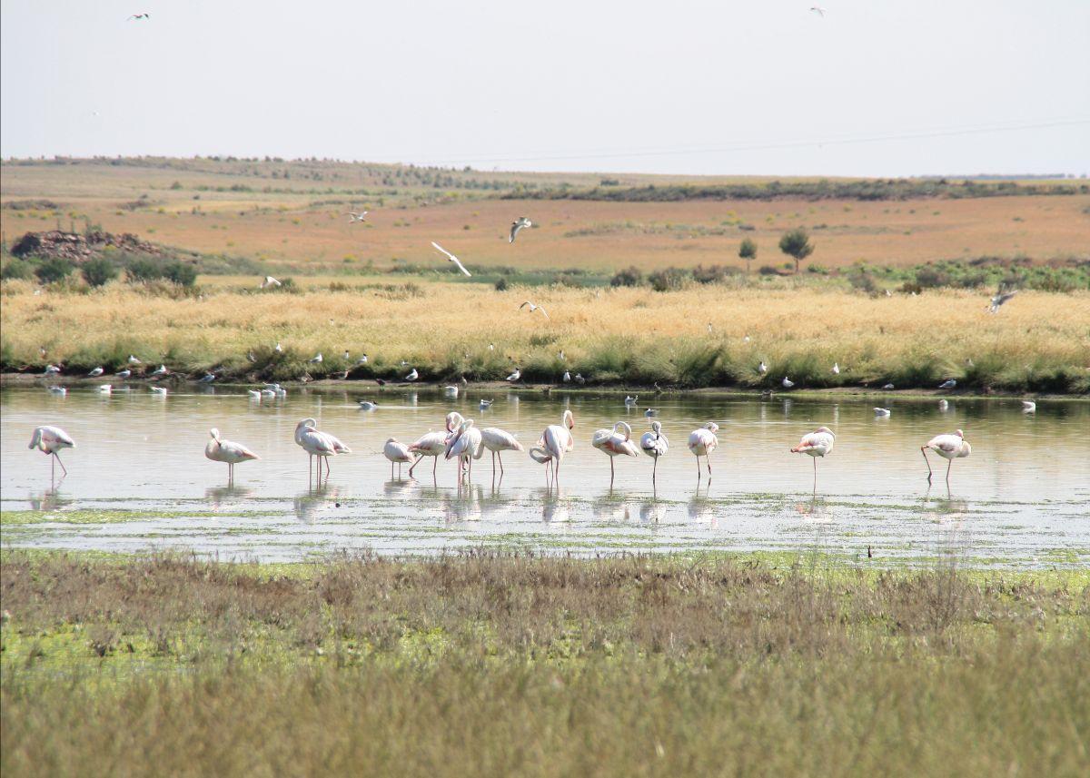 Doñana es el mayor humedal de Europa.