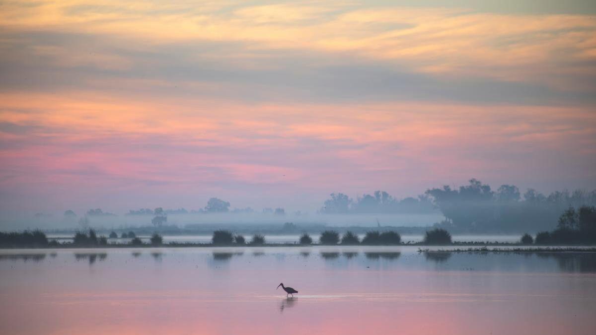 Humedales de Doñana.