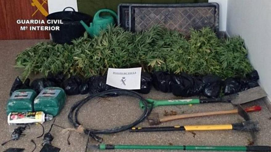 Imagen de las plantas incautadas por la Guardia Civil.