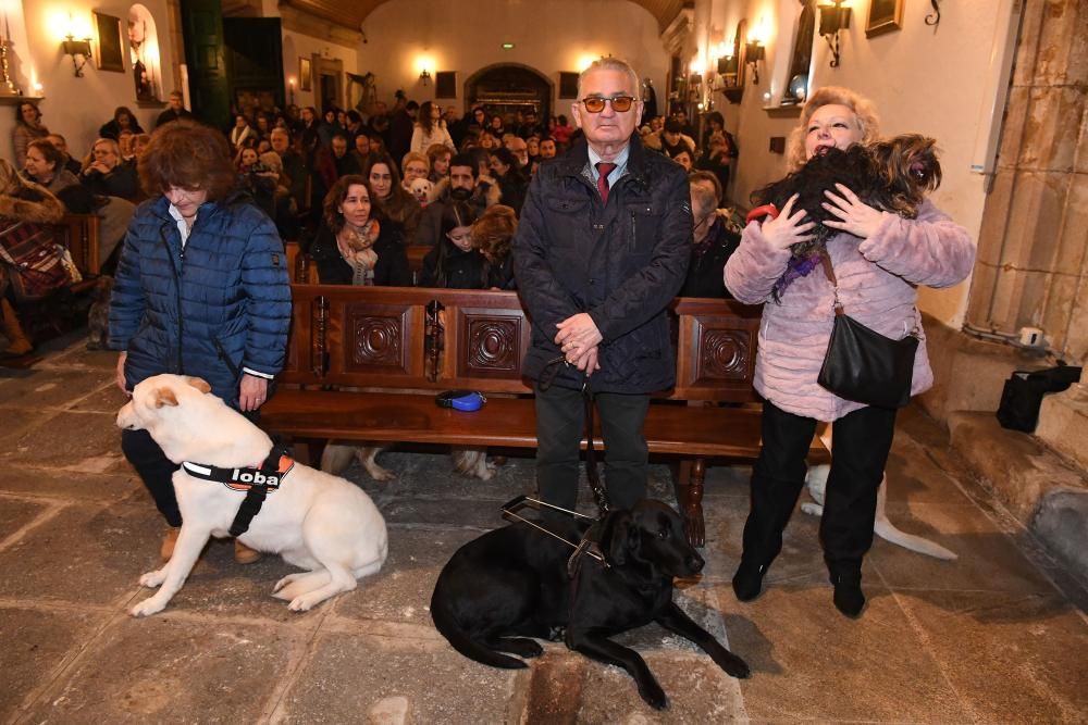 Bendición de mascotas en A Coruña