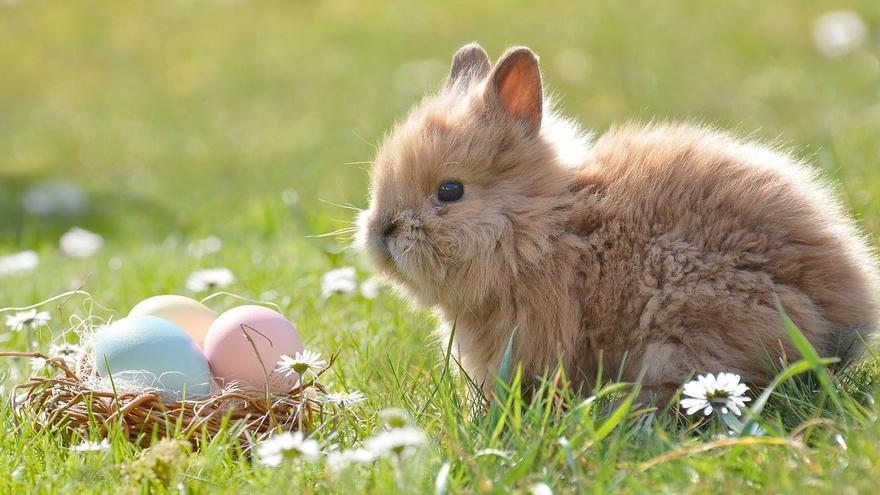 Lo que debes saber antes de adoptar un conejo en Pascua.