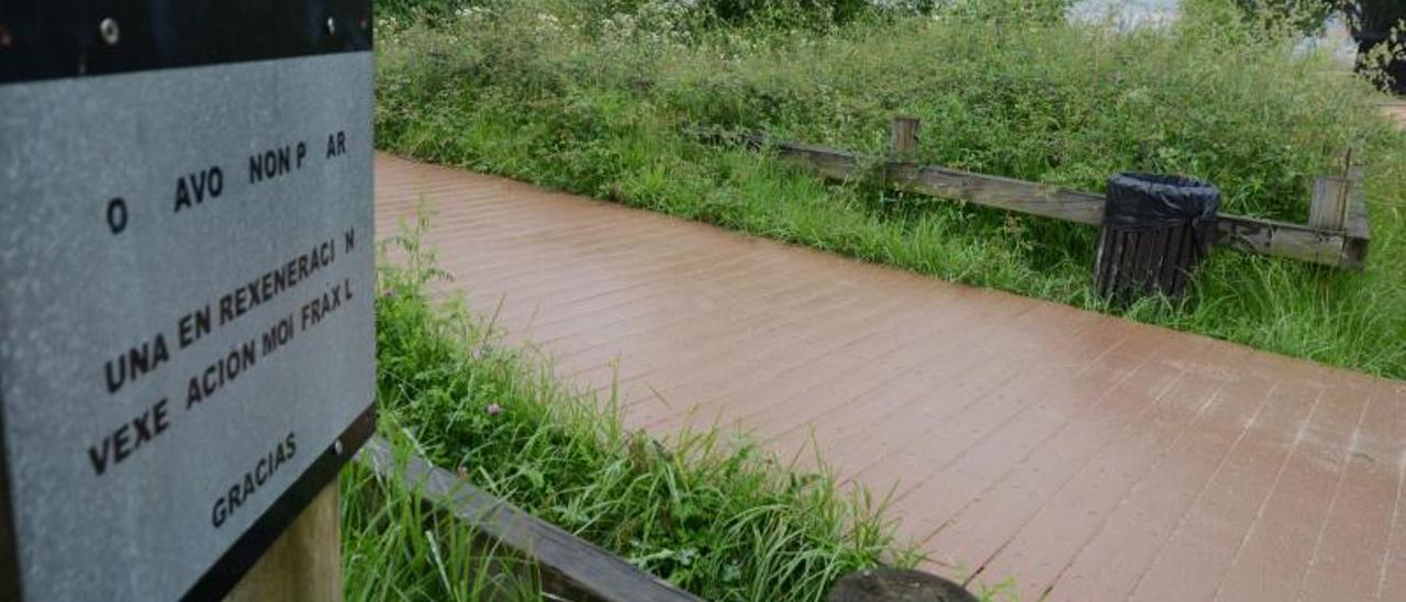 La vegetación tapando las vallas perimetrales de las dunas.   | G.N.