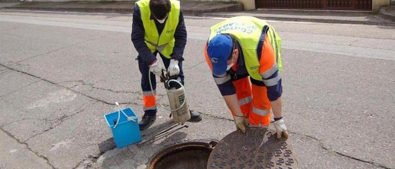 Especialistas en control de plagas revisan unas alcantarillas de la ciudad ante la presencia de roedores.