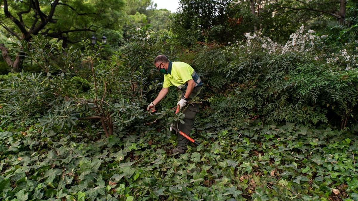 Un jardinero poda las ramas de un arbusto en un parterre de la plaza de la Sagrada Familia