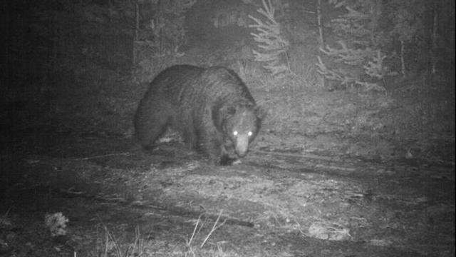 La osa ‘Sarousse’ ataca a una oveja en una explotación cercana a Campo