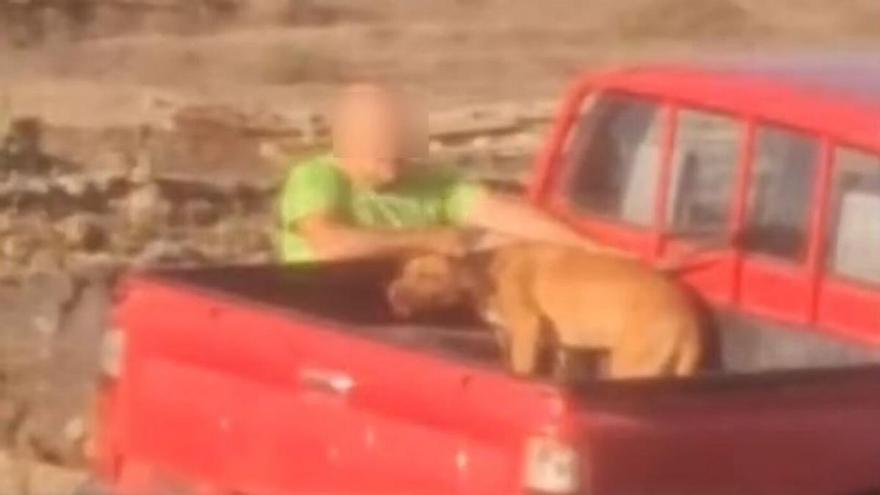 El hombre detenido por presunto maltrato a una perra en una finca de Lanzarote queda en libertad