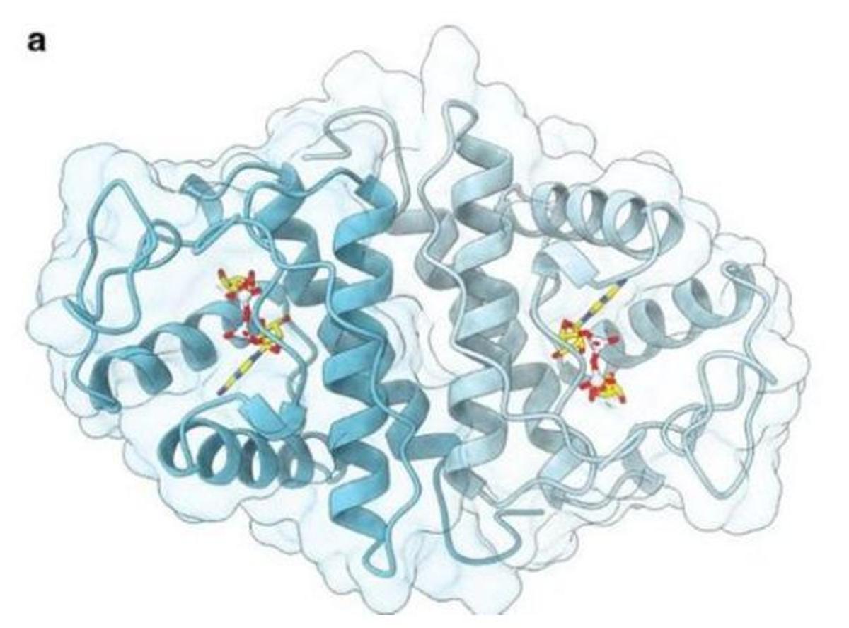 Captura de pantalla de la proteïna RyDEP a l'estudi publicat al repositori digital BioRxiv