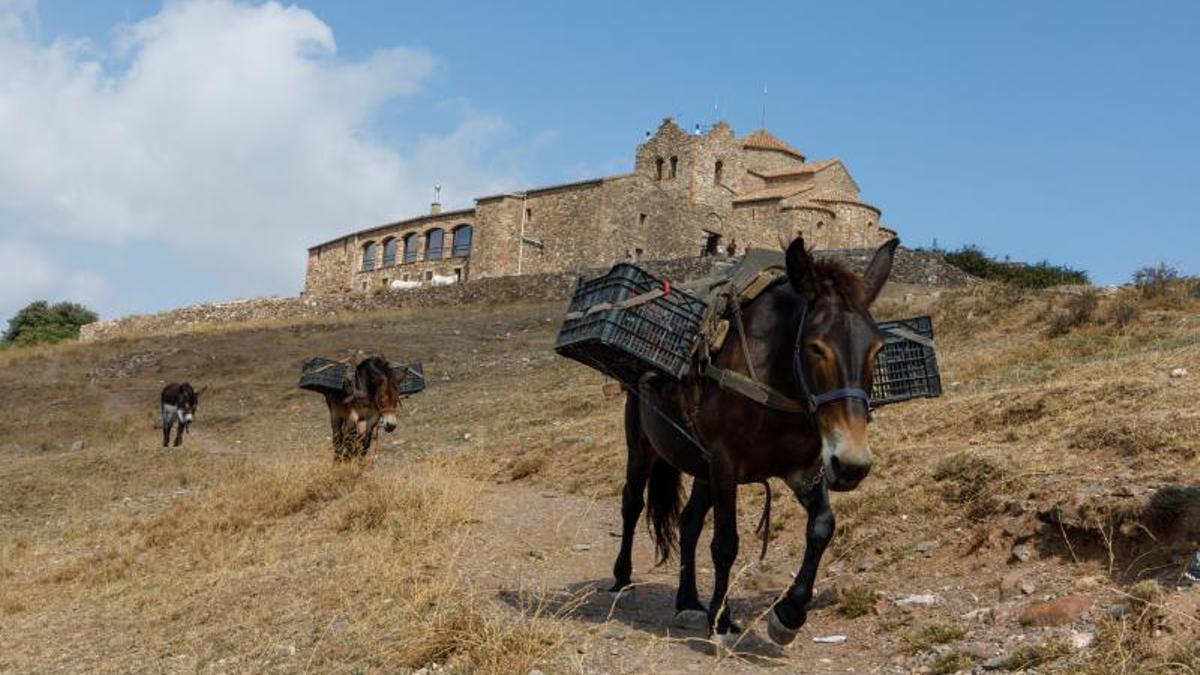 Las mulas transportan la comida al restaurante de La Mola.