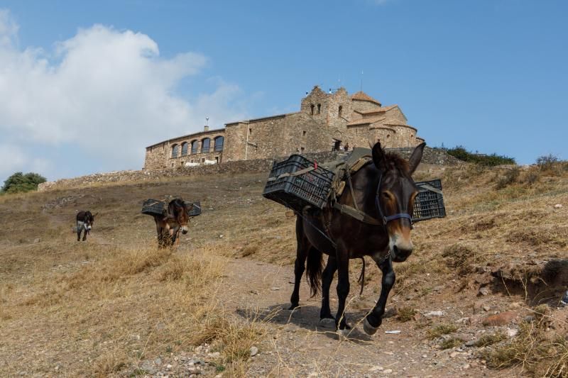 Las mulas transportan la comida al restaurante de La Mola.