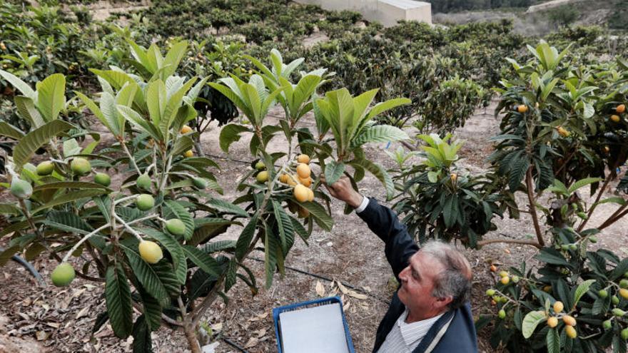 La Diputación destina 42.600 euros para la mejora del sector agrícola en Alicante