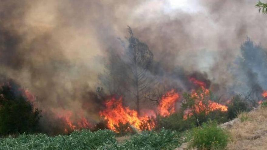 Un incendio forestal calcina 8.000 m² en Viver