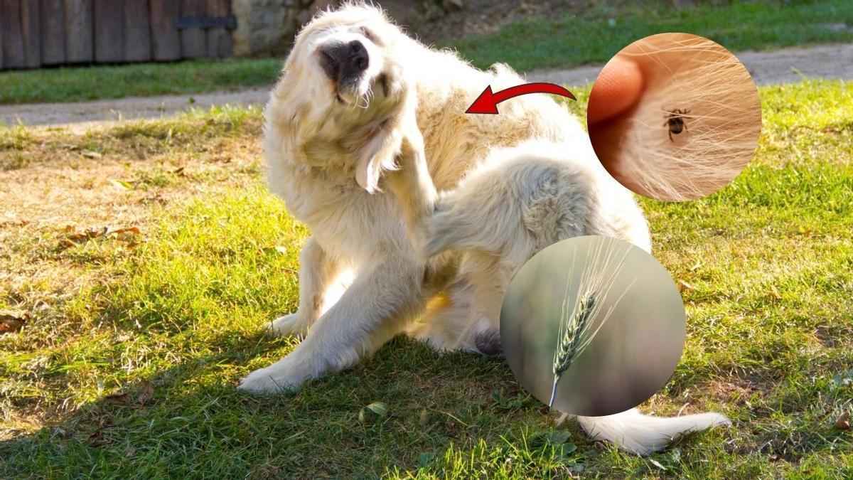 El calor no es el único peligro para nuestas mascotas durante el verano.