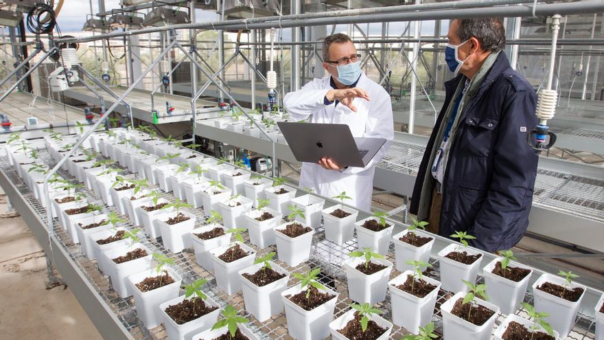 La UA colabora con Argentina en ensayos clínicos del cannabis