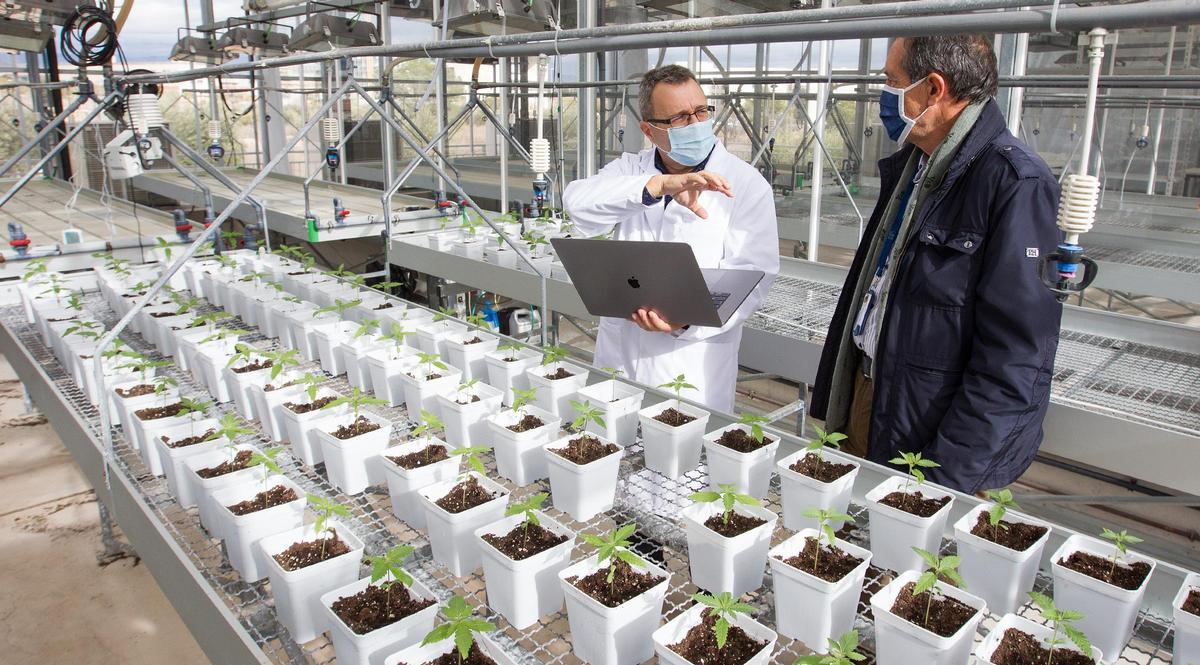 La UA colabora con Argentina en ensayos clínicos del cannabis
