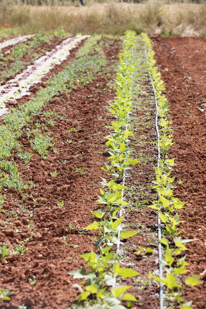 Finca ecológica Tierra de Ibiza